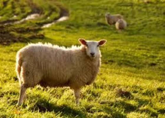 Kapalı ortamda Hijyenik Kesim