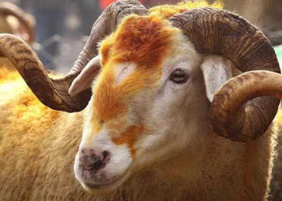 Uygun Fiyat Garantisi