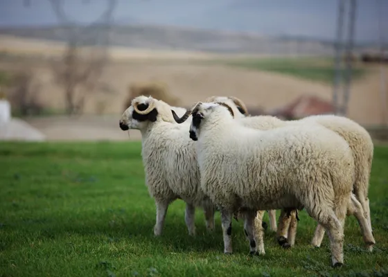 Vizyonumuz Misyonumuz