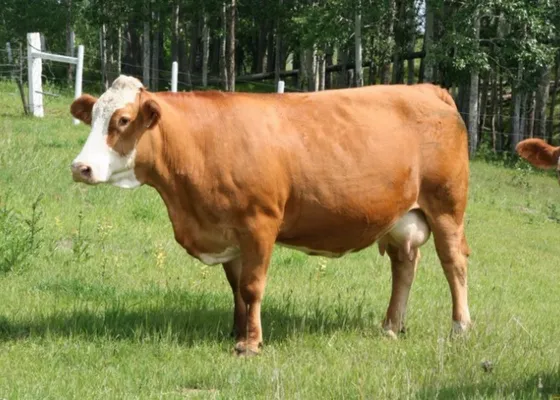 Ücretsiz Servis Hizmeti