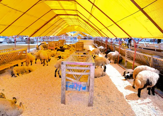 Adaklık Satış Hizmetleri