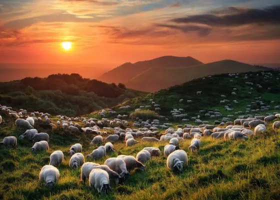 Ücretsiz Parçalama ve Paketleme