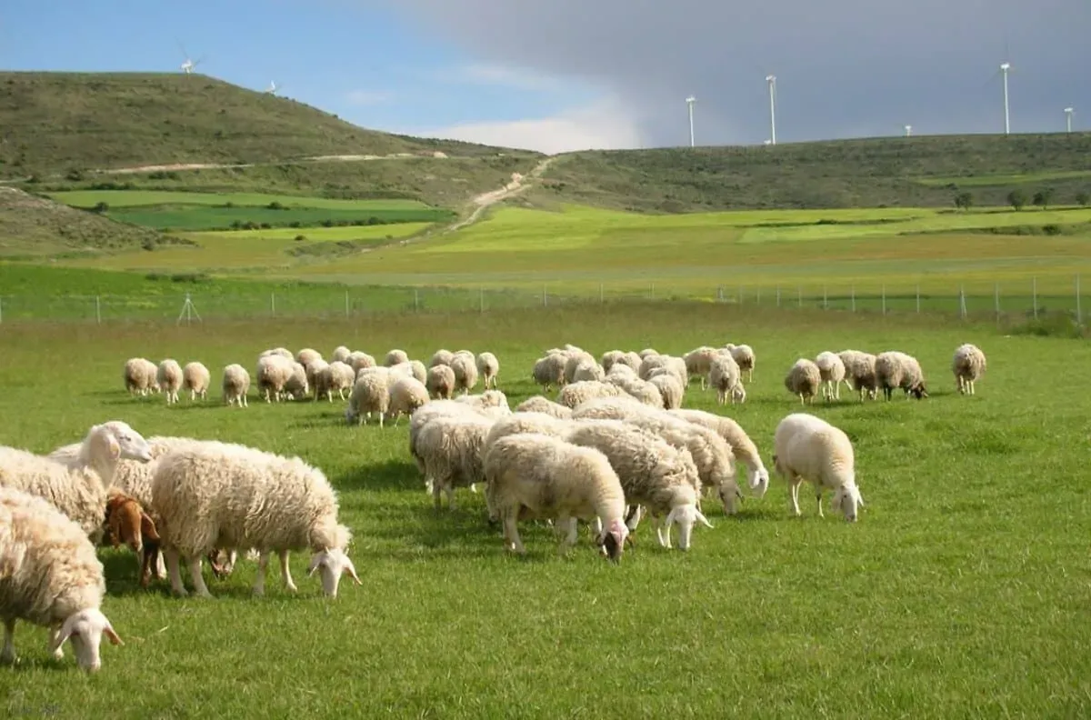 Küçükbaş Hayvanlarımız