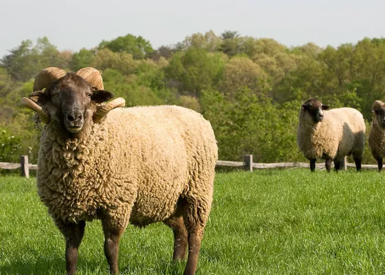 Adaklık Kurbanlık Bağışı